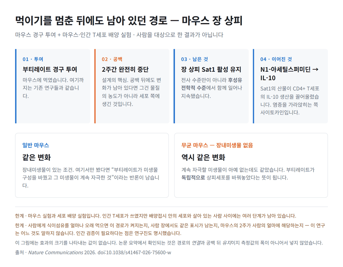 부티레이트를 끊고 2주 뒤 — 마우스 장 상피에 남아 있던 것