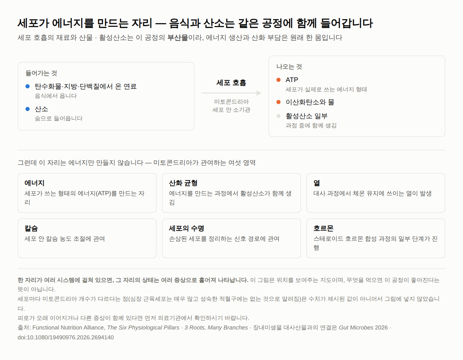 연료와 산소가 세포 호흡에 함께 들어가 ATP와 이산화탄소·물, 그리고 활성산소 일부가 나온다는 도해와 에너지·산화균형·열·칼슘·수명·호르몬 여섯 영역 정리.