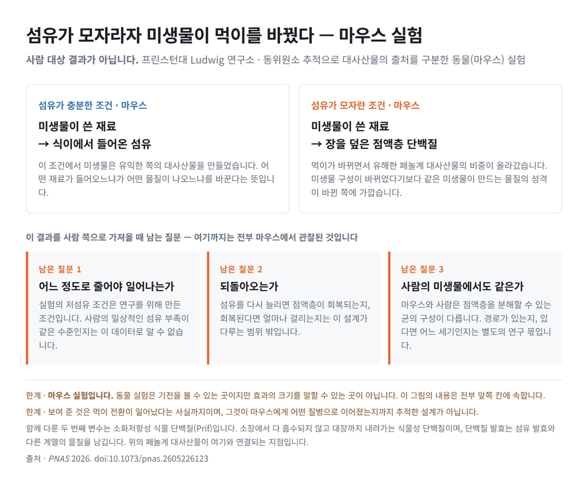 식이섬유가 부족해지면 장 점액층은 어떻게 될까 — 마우스 실험