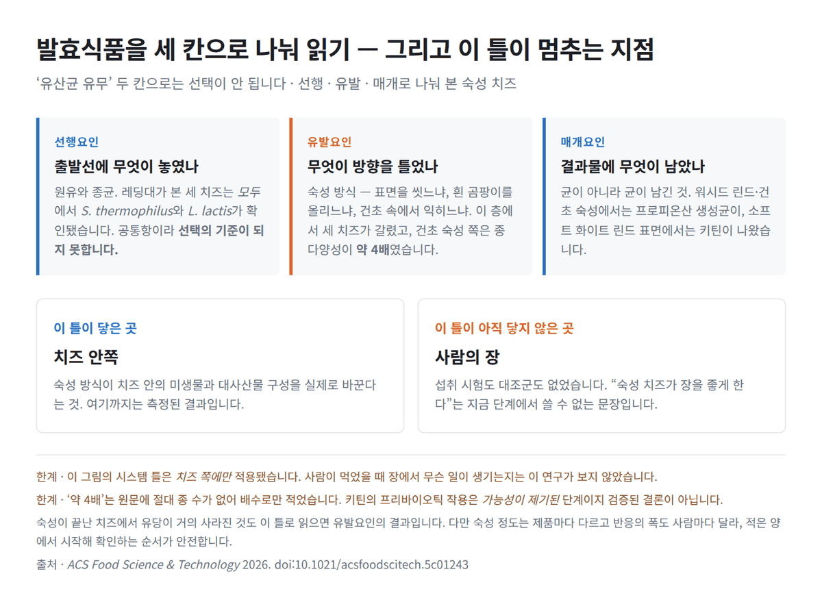 같은 치즈가 아닙니다 — 발효식품을 ‘숙성’이라는 변수로 읽는 법