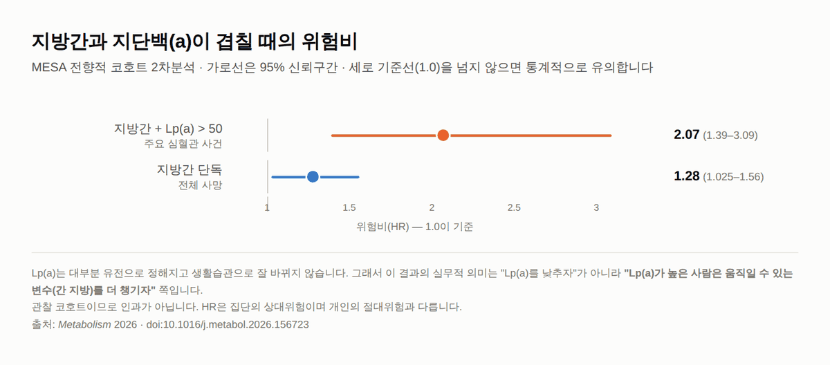 지방간 심혈관 위험, 콜레스테롤이 정상이어도 남는다 — MESA 코호트 지단백(a) 분석