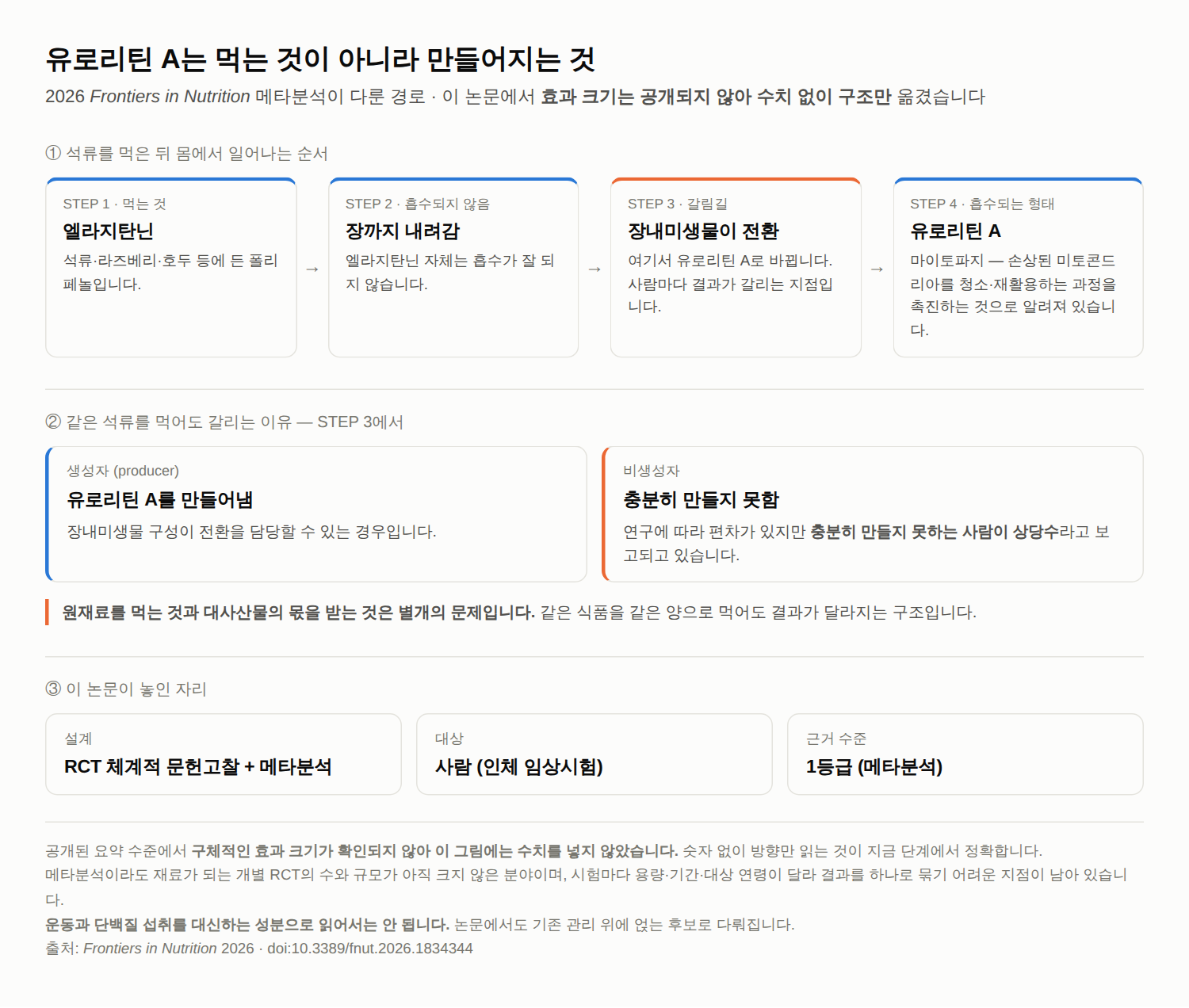 유로리틴 A와 근육 건강 — 2026 RCT 메타분석과 ‘생성자’ 문제