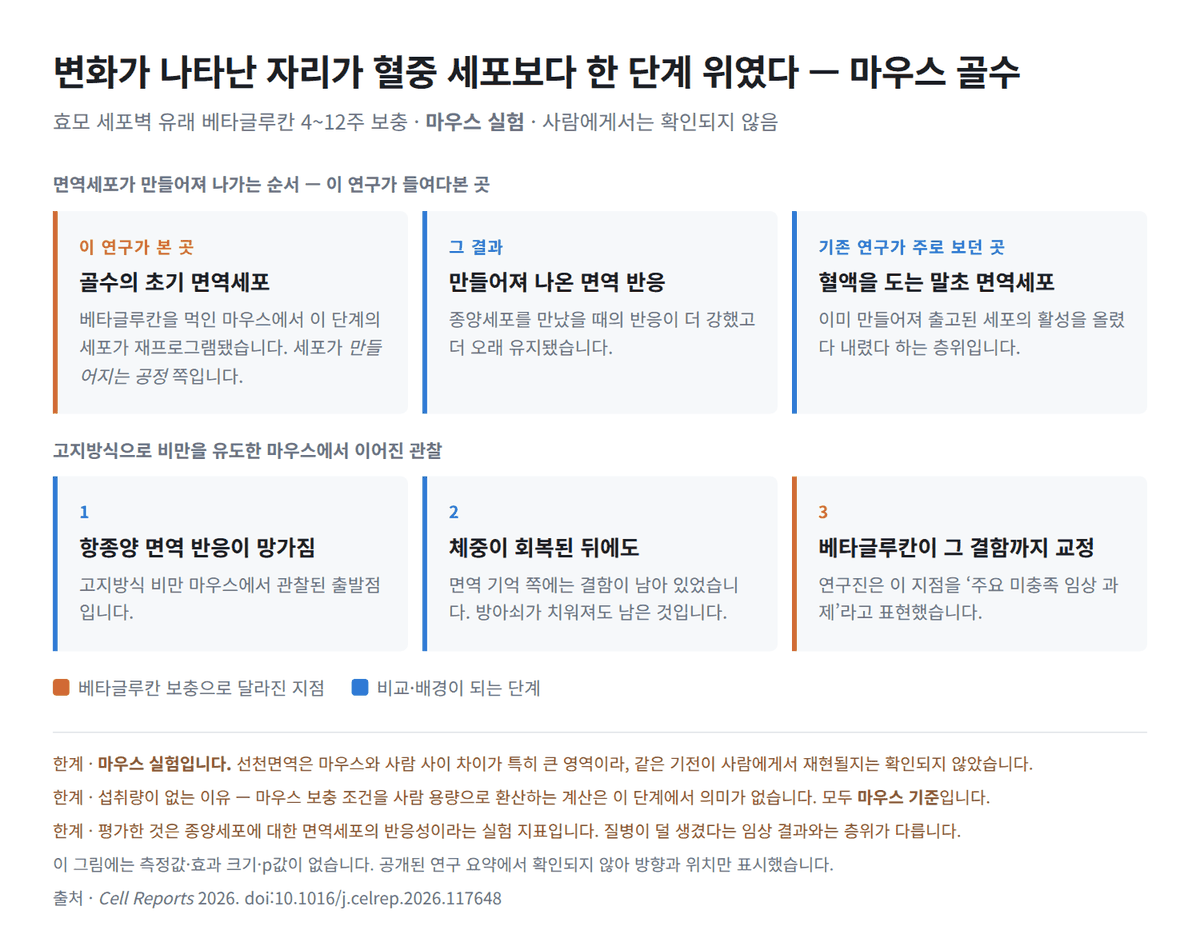 효모 베타글루칸과 훈련 면역 — 골수까지 내려간 마우스 실험 읽기